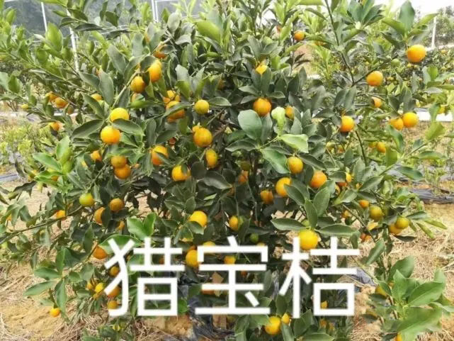 猎宝桔园区