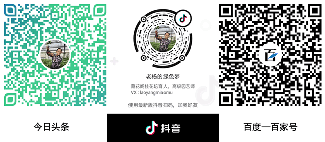 老杨的绿色梦