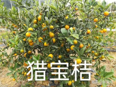 猎宝桔种苗服务