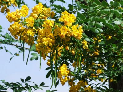 黄花槐