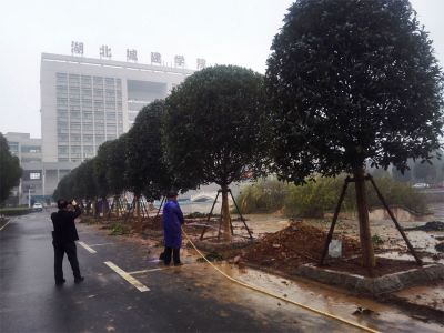 湖北城市建设职业技术学院绿化项目
